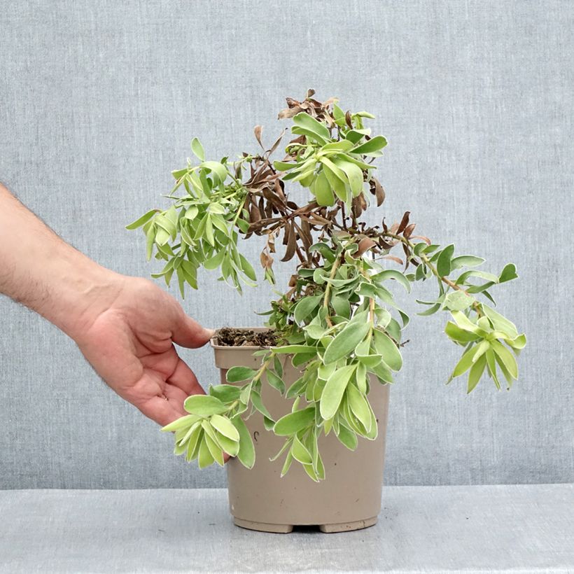 Exemplaar van Leucadendron Safari Goldstrike - Kaaps groen Pot van 3 l/4 l zoals geleverd in de zomer