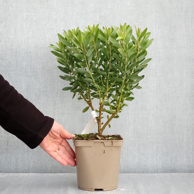 Example of Leucadendron Safari Goldstrike - Kaaps groen Pot van 3 l/4 l as you get in hiver