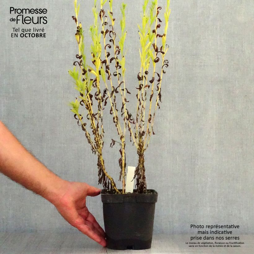 Exemplaar van Leucanthemella serotina - Herfstmargriet Pot van 2 l/3 l zoals geleverd in de herfst