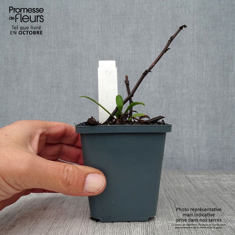 Exemplaar van Leucanthemum superbum Polaris - Tuinmargriet Kweekpotje van 8/9 cm zoals geleverd in de herfst
