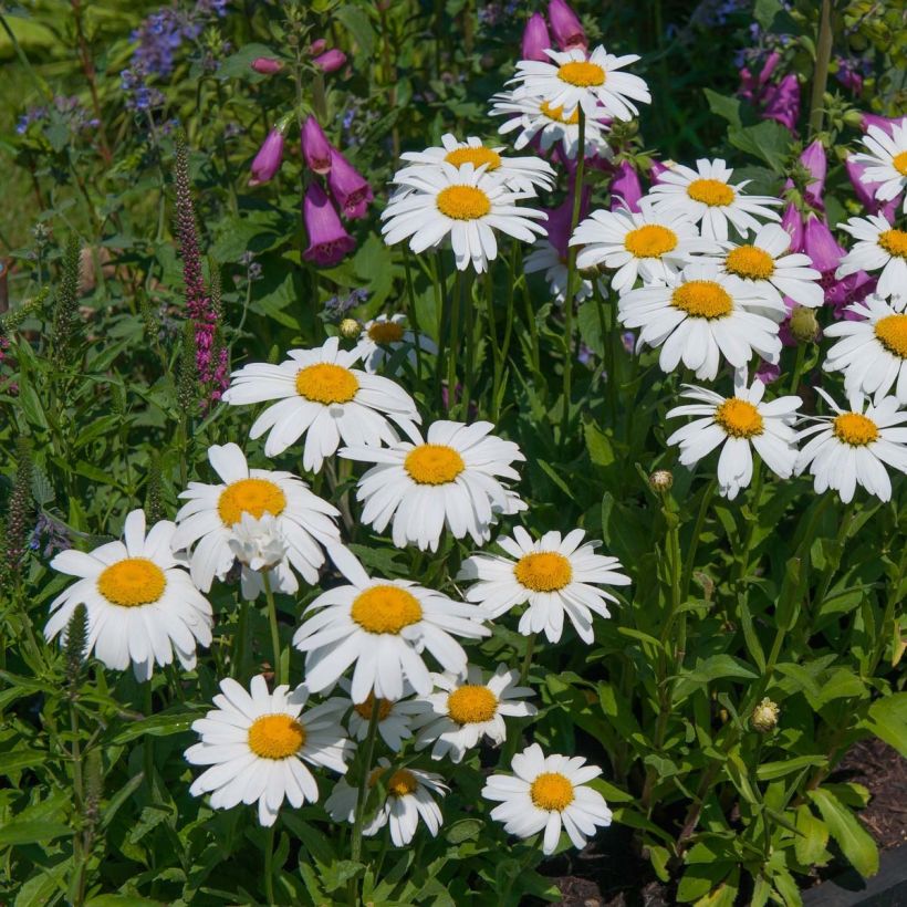 Leucanthemum Princesse d'Argent - Margriet (Bloei)