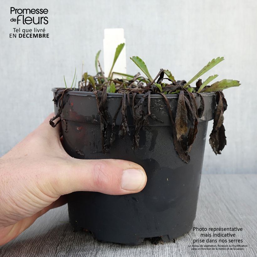 Exemplaar van Leucanthemum Princesse d'Argent - Margriet Pot van 2 l/3 l zoals geleverd in de herfst