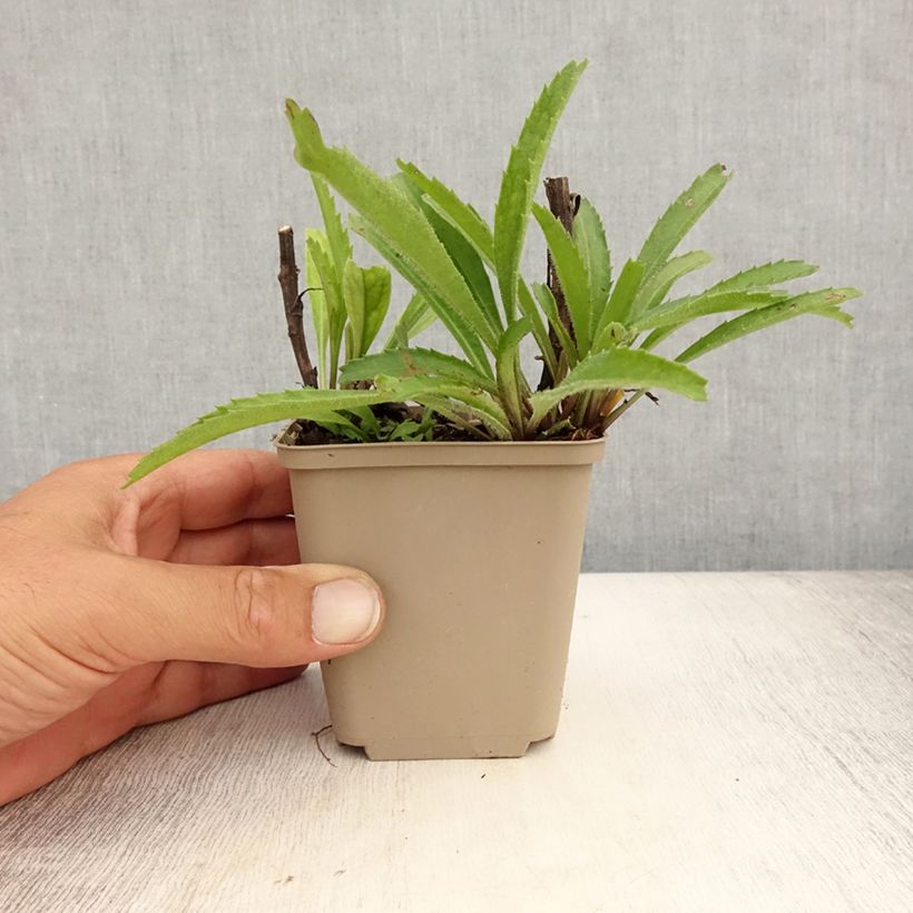 Exemplaar van Leucanthemum Real Neat - Tuinmargriet Kweekpotje van 8/9 cm zoals geleverd in de zomer