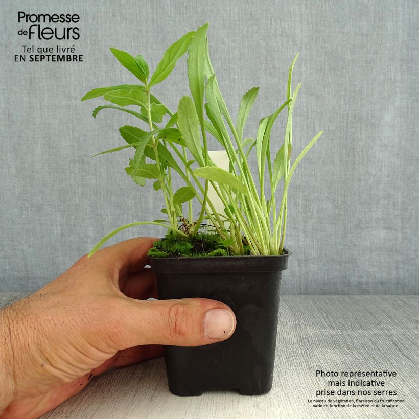 Exemplaar van Leucanthemum Shapcott Gossamer - Tuinmargriet Kweekpotje van 8/9 cm zoals geleverd in de zomer