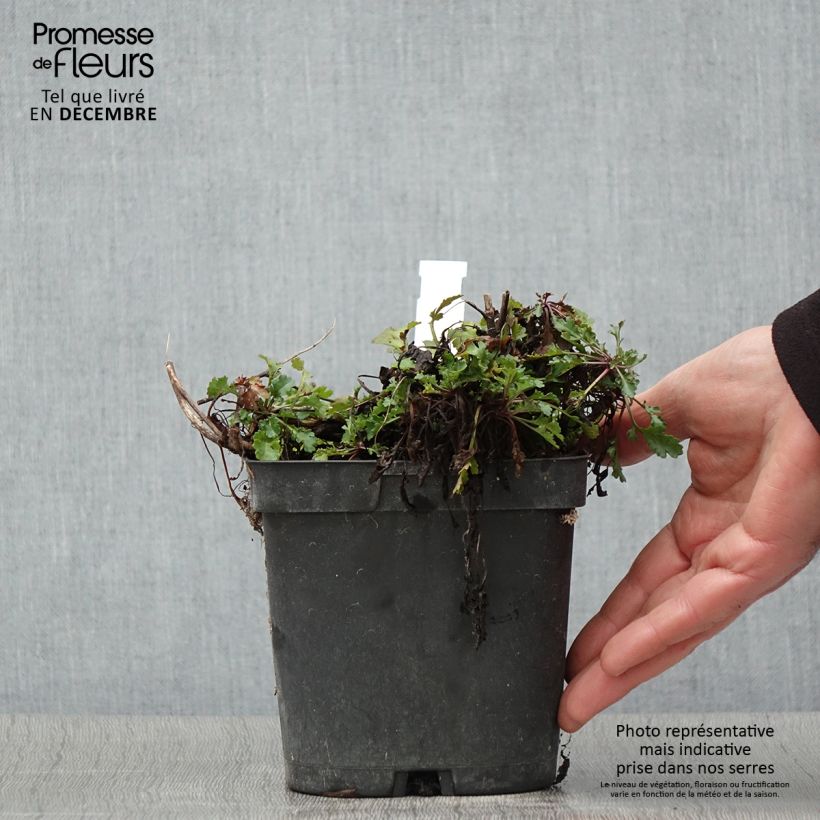 Exemplaar van Leucanthemum Snow Lady - Margriet Pot van 2 l/3 l zoals geleverd in de herfst