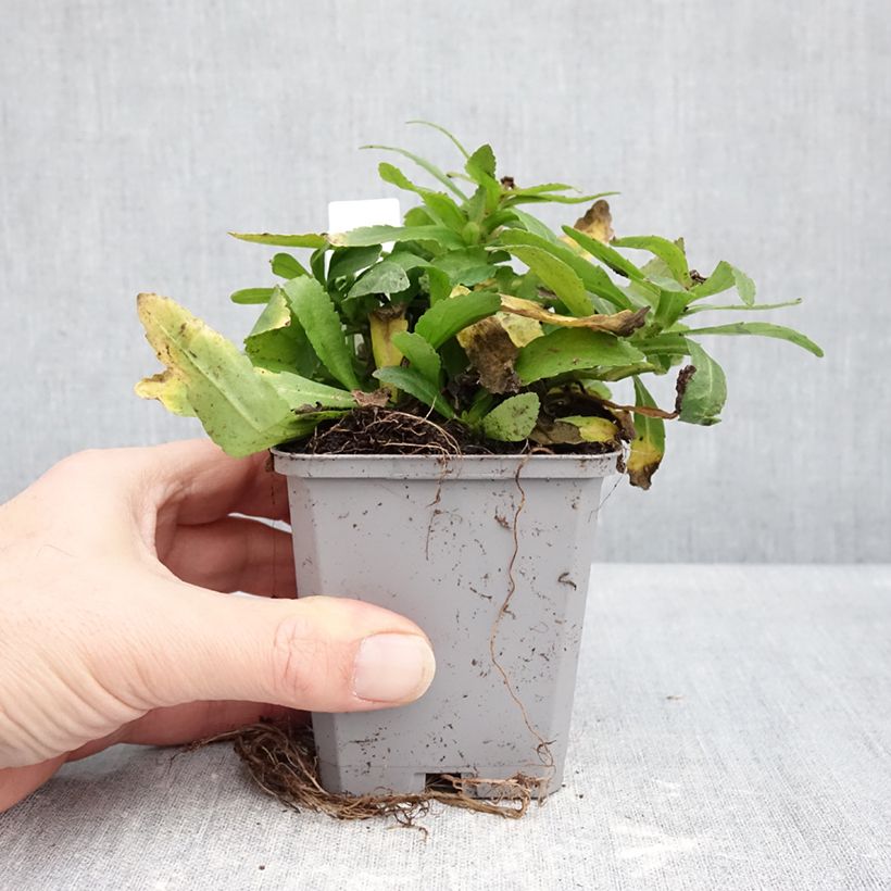 Exemplaar van Leucanthemum Snow Lady - Margriet Kweekpotje van 8/9 cm zoals geleverd in de winter