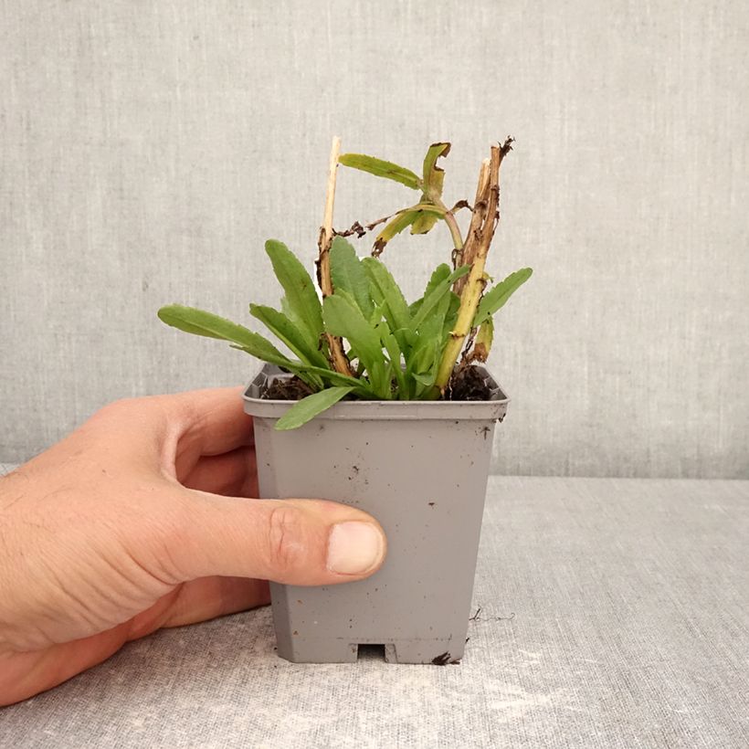 Exemplaar van Leucanthemum Snow Lady - Margriet Kweekpotje van 8/9 cm zoals geleverd in de lente