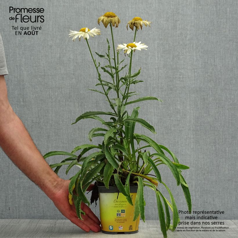 Exemplaar van Leucanthemum superbum Broadway Lights - Tuinmargriet Pot van 2 l/3 l zoals geleverd in de zomer