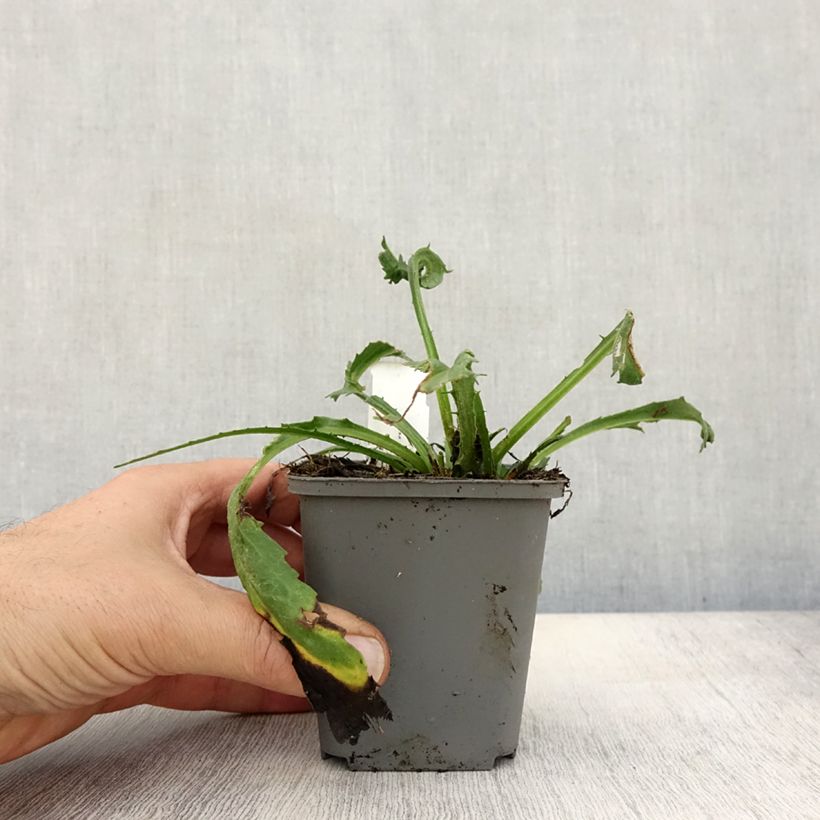 Exemplaar van Leucanthemum superbum Goldfinch - Tuinmargriet Kweekpotje van 8/9 cm zoals geleverd in de herfst