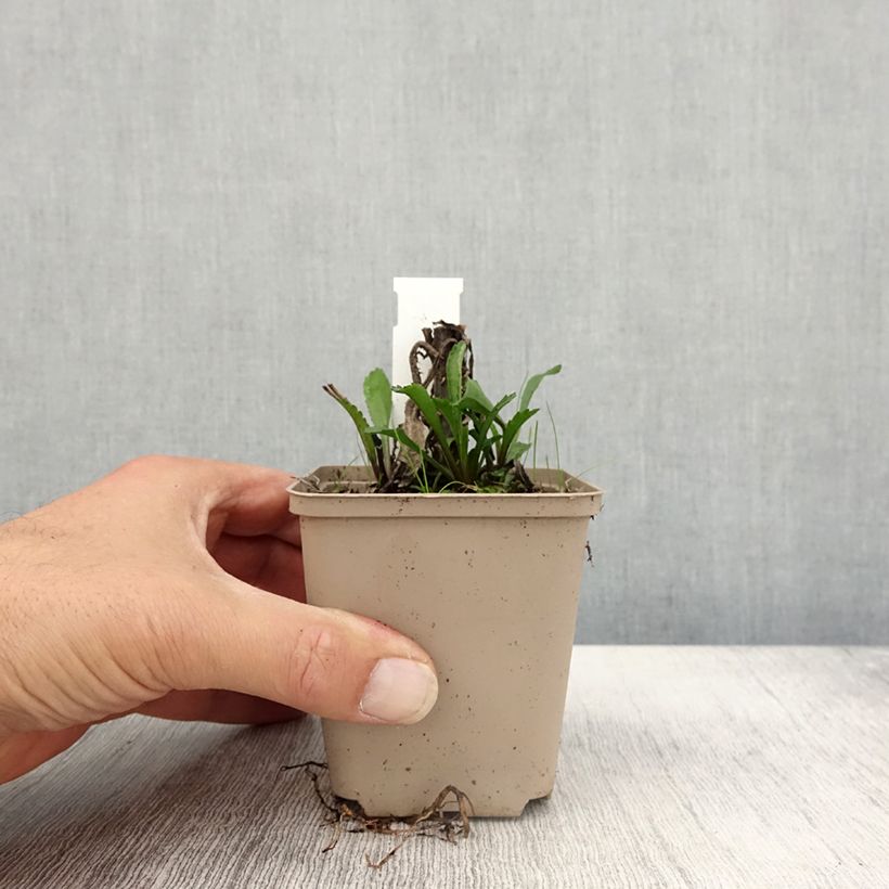 Exemplaar van Leucanthemum superbum Luna - Tuinmargriet Kweekpotje van 8/9 cm zoals geleverd in de herfst