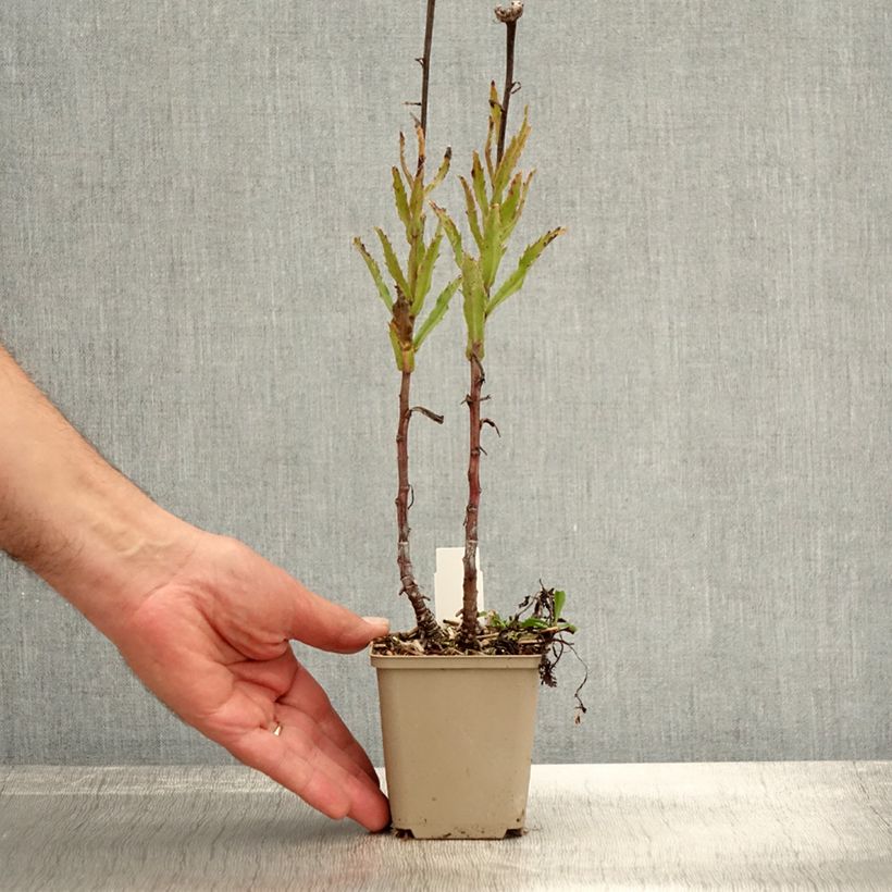 Exemplaar van Leucanthemum superbum Real Glory - Tuinmargriet Kweekpotje van 8/9 cm zoals geleverd in de herfst