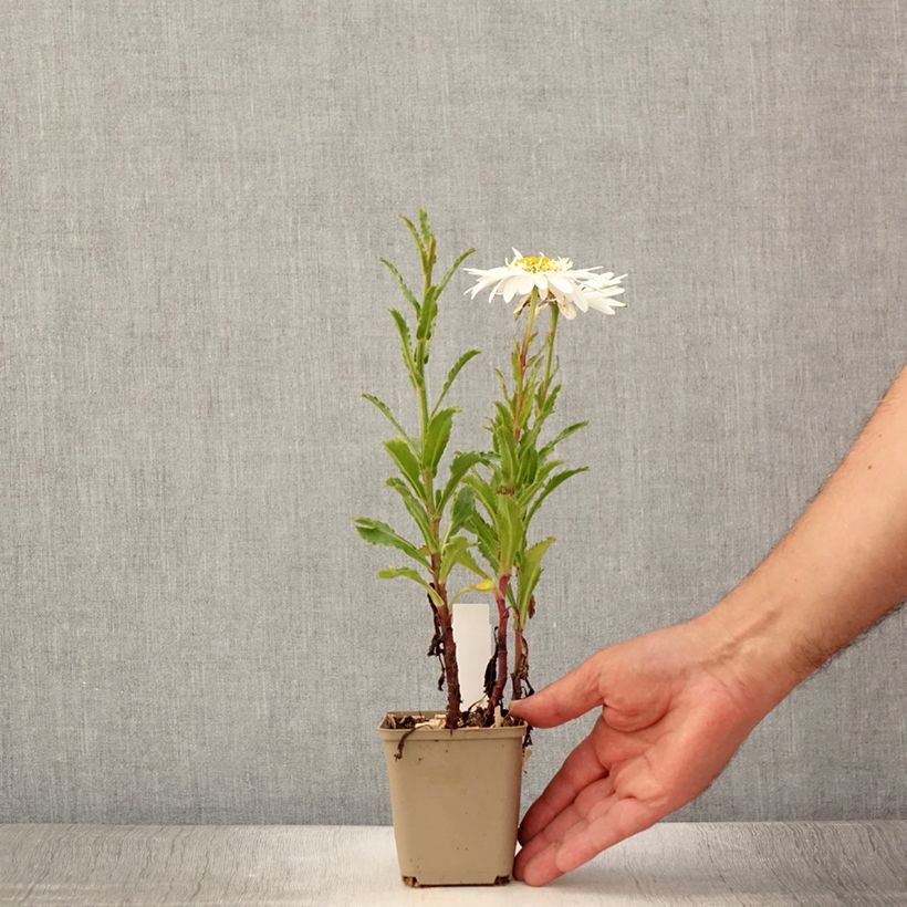 Exemplaar van Leucanthemum superbum Real Glory - Tuinmargriet Kweekpotje van 8/9 cm zoals geleverd in de zomer