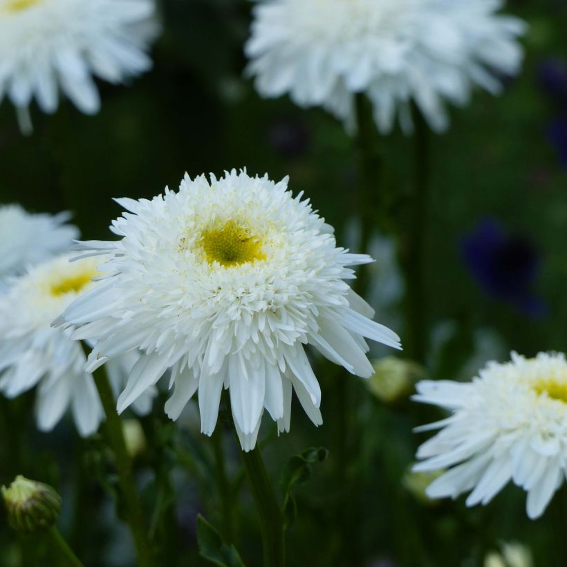 Leucanthemum superbum Wirral Supreme - Margriet (Bloei)