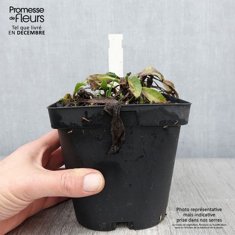 Exemplaar van Leucanthemum superbum Wirral Supreme - Margriet Pot van 2 l/3 l zoals geleverd in de herfst