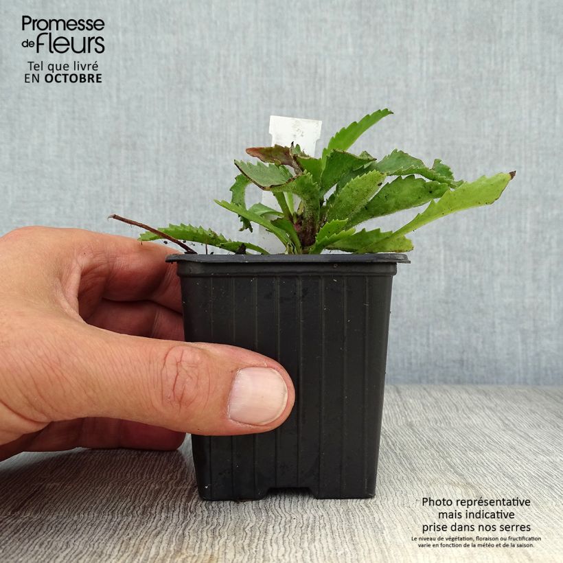 Exemplaar van Leucanthemum superbum Victorian Secret - Tuinmargriet Kweekpotje van 8/9 cm zoals geleverd in de herfst