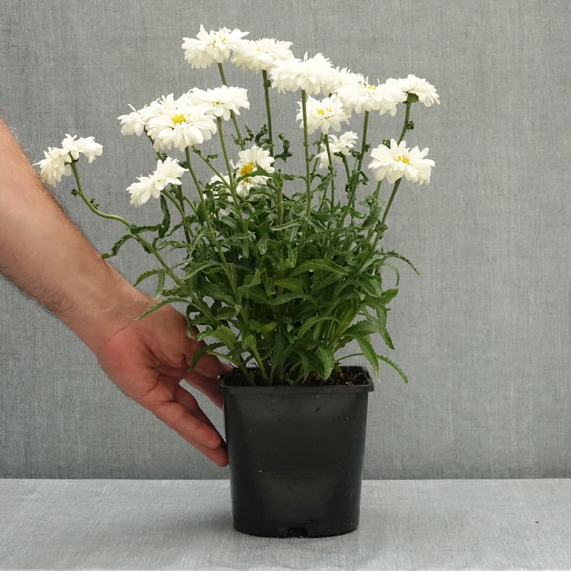 Exemplaar van Leucanthemum superbum Victorian Secret - Tuinmargriet Pot van 2 l/3 l zoals geleverd in de zomer