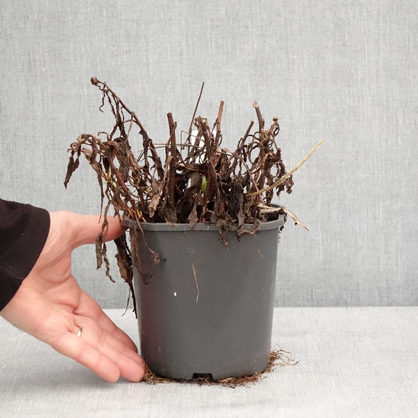 Exemplaar van Leucanthemum Victorian Secret - Marguerite à fleurs doubles Pot de 2L/3L zoals geleverd in de winter