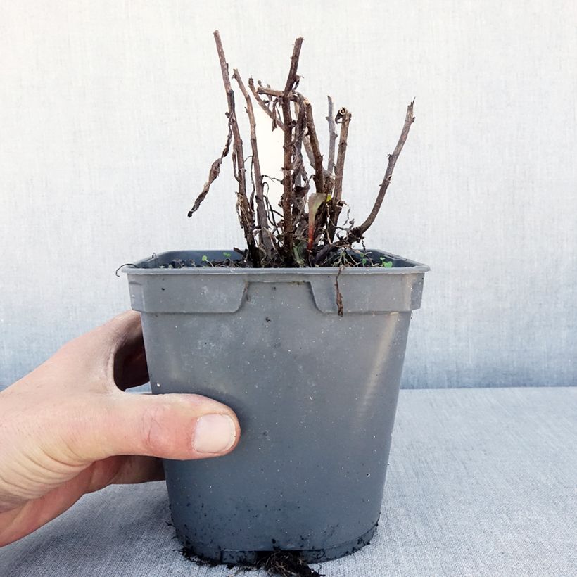 Exemplaar van Leucanthemum superbum Victorian Secret - Tuinmargriet Pot van 2 l/3 l zoals geleverd in de lente
