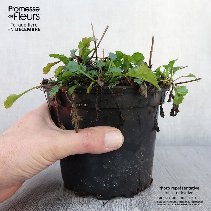 Exemplaar van Leucanthemum vulgare Maikonigin - Marguerite Reine de Mai Pot de 2L/3L zoals geleverd in de herfst