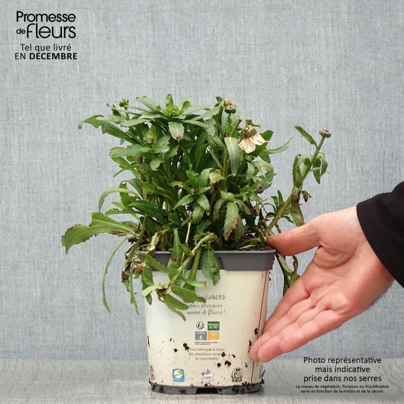 Exemplaar van Leucanthemum vulgare - Margriet Pot van 2 l/3 l zoals geleverd in de herfst
