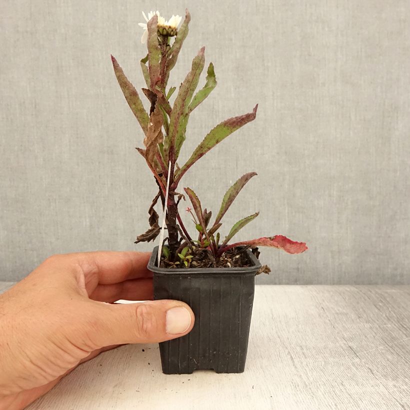 Exemplaar van Leucanthemum superbum Brightside - Tuinmargriet Kweekpotje van 8/9 cm zoals geleverd in de zomer