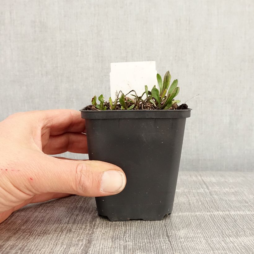 Exemplaar van Leucanthemum superbum Brightside - Tuinmargriet Kweekpotje van 8/9 cm zoals geleverd in de lente