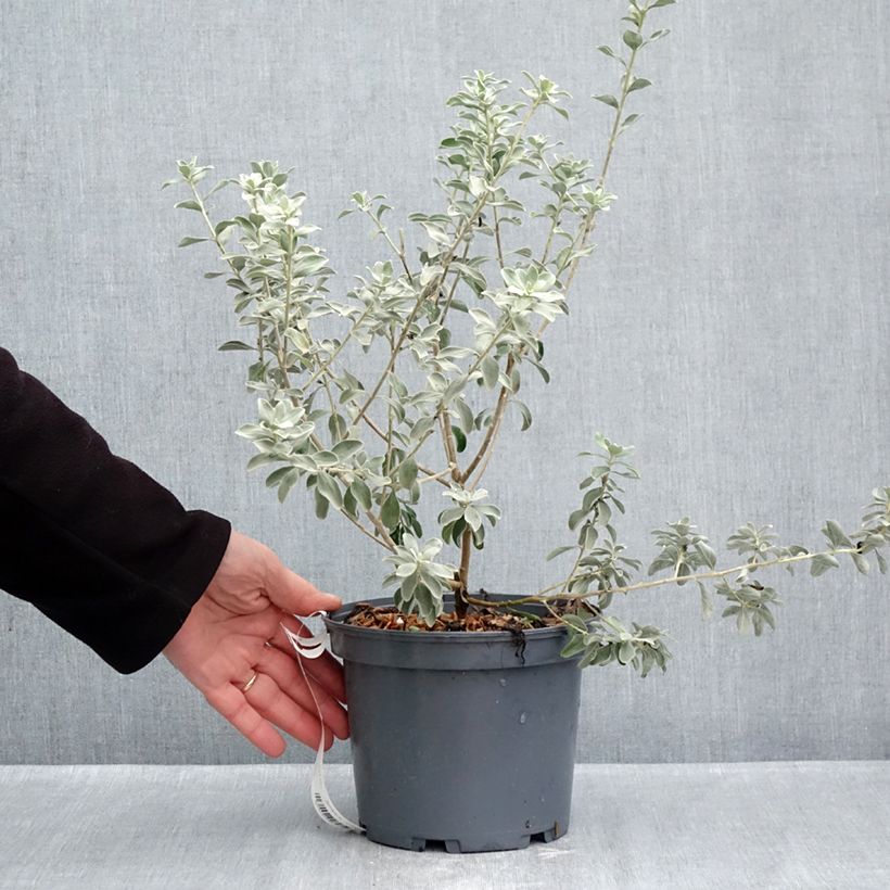 Exemplaar van Leucophyllum frutescens - Woestijnsalie Pot van 3 l/4 l zoals geleverd in de herfst