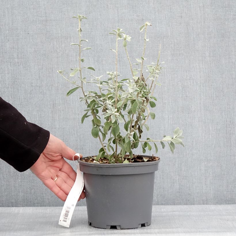 Exemplaar van Leucophyllum frutescens - Sauge du désert Pot de 3L/4L zoals geleverd in de winter