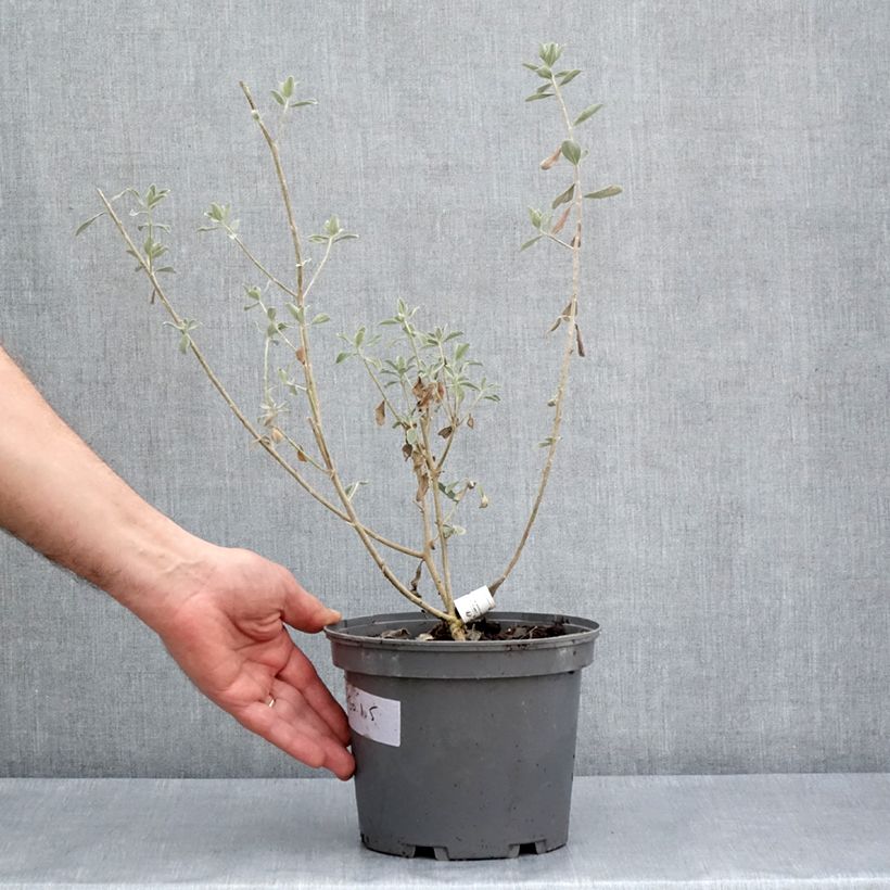 Exemplaar van Leucophyllum frutescens - Woestijnsalie Pot van 3 l/4 l zoals geleverd in de lente