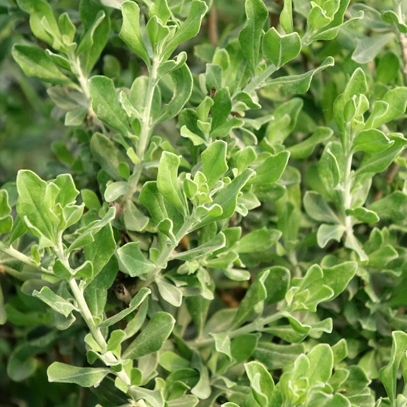 Leucophyllum langmaniae - Woestijnsalie (Blad)