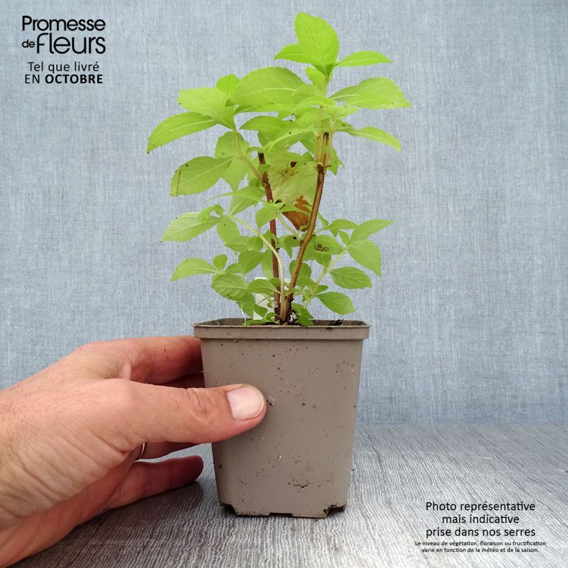 Exemplaar van Leucosceptrum japonicum Golden Angel - Japanse muntstruik Kweekpotje van 8/9 cm zoals geleverd in de herfst