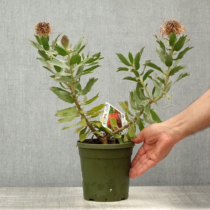 Example of Leucospermum Ayoba Rood - Speldenkussenbloem Pot van 2 l/3 l as you get in printemps