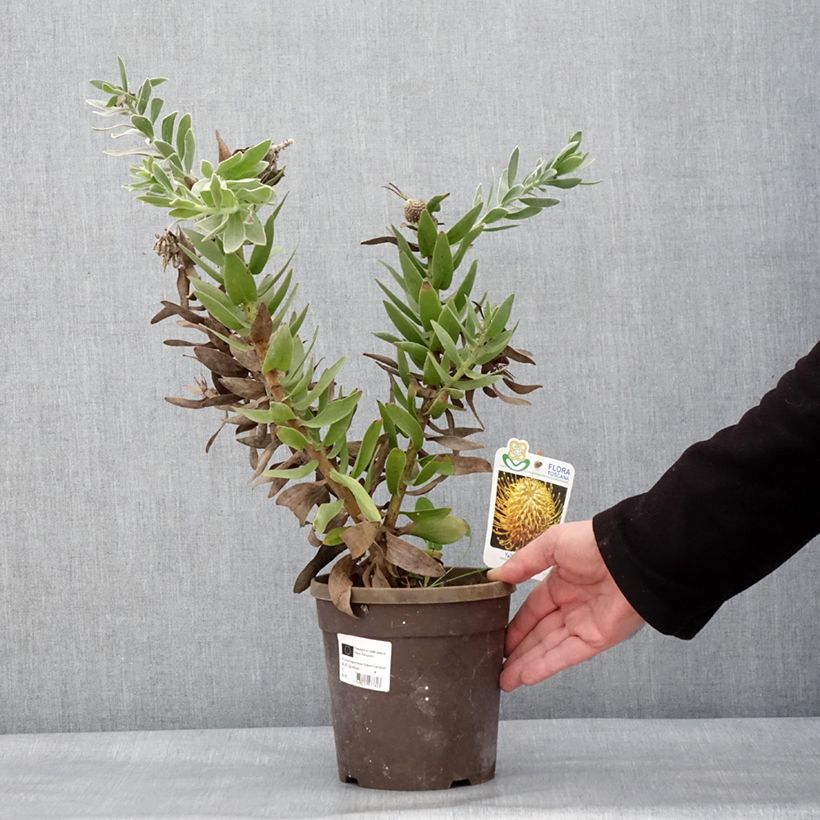 Exemplaar van Leucospermum Yellow Carnival - Pelote d'épingles Jaune Pot de 2L/3L zoals geleverd in de winter