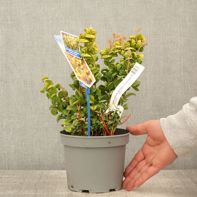 Example of Leucothoe axillaris Curly Gold - Druifheide Pot van 2 l/3 l as you get in printemps