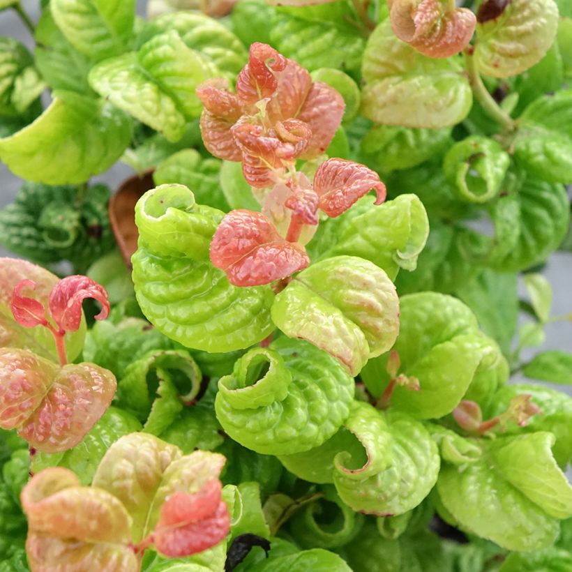 Leucothoe axillaris Curly Gold - Druifheide (Blad)