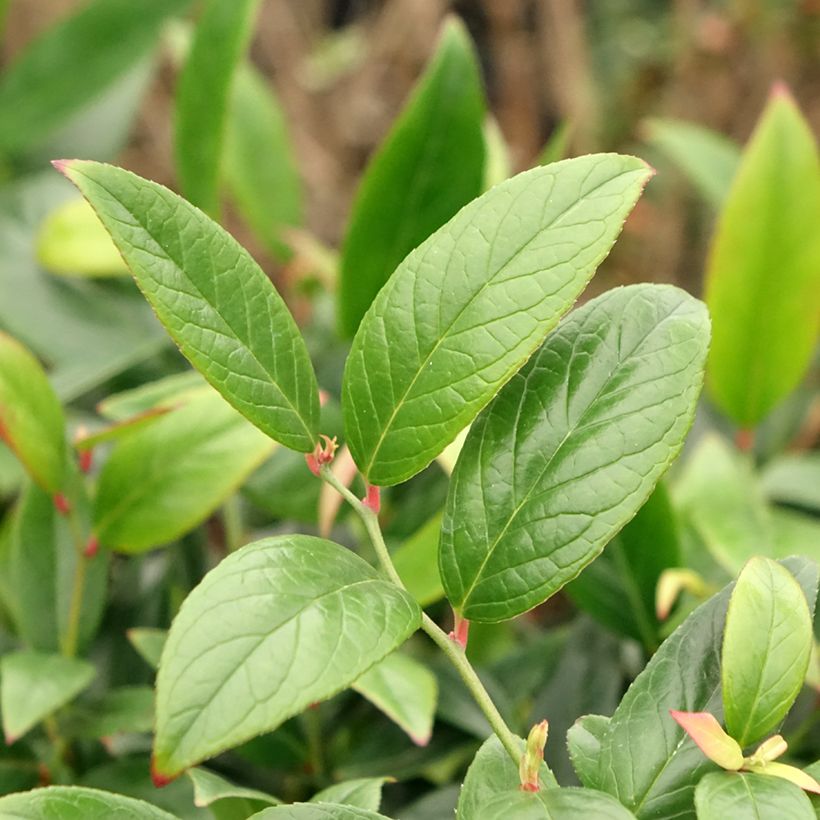 Leucothoe axillaris Red Lips - Druifheide (Blad)