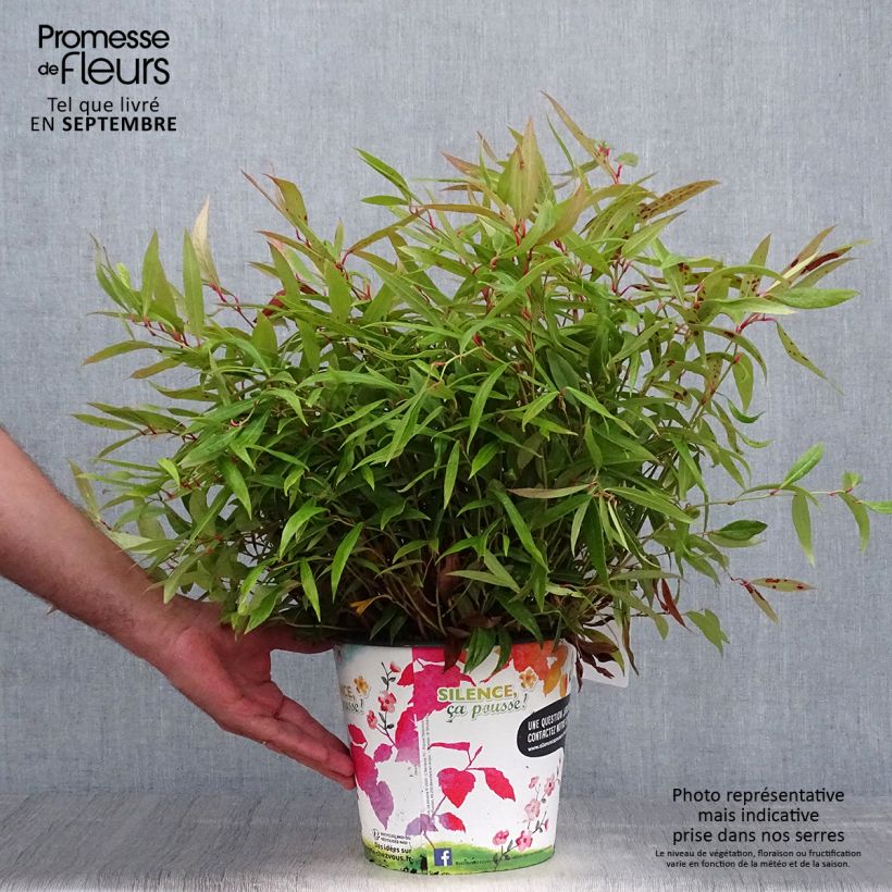 Exemplaar van Leucothoe axillaris Red Lips - Druifheide Pot van 4 l/5 l zoals geleverd in de herfst