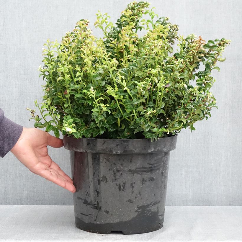 Exemplaar van Leucothoe axillaris Twisting Red - Druifheide Pot van 7,5 l/10 l zoals geleverd in de lente