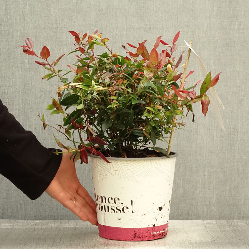Exemplaar van Leucothoe fontanesiana Color Diamond - Druifheide Pot van 4 l/5 l zoals geleverd in de herfst