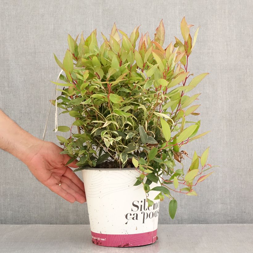 Exemplaar van Leucothoe fontanesiana Color Diamond - Druifheide Pot van 4 l/5 l zoals geleverd in de zomer