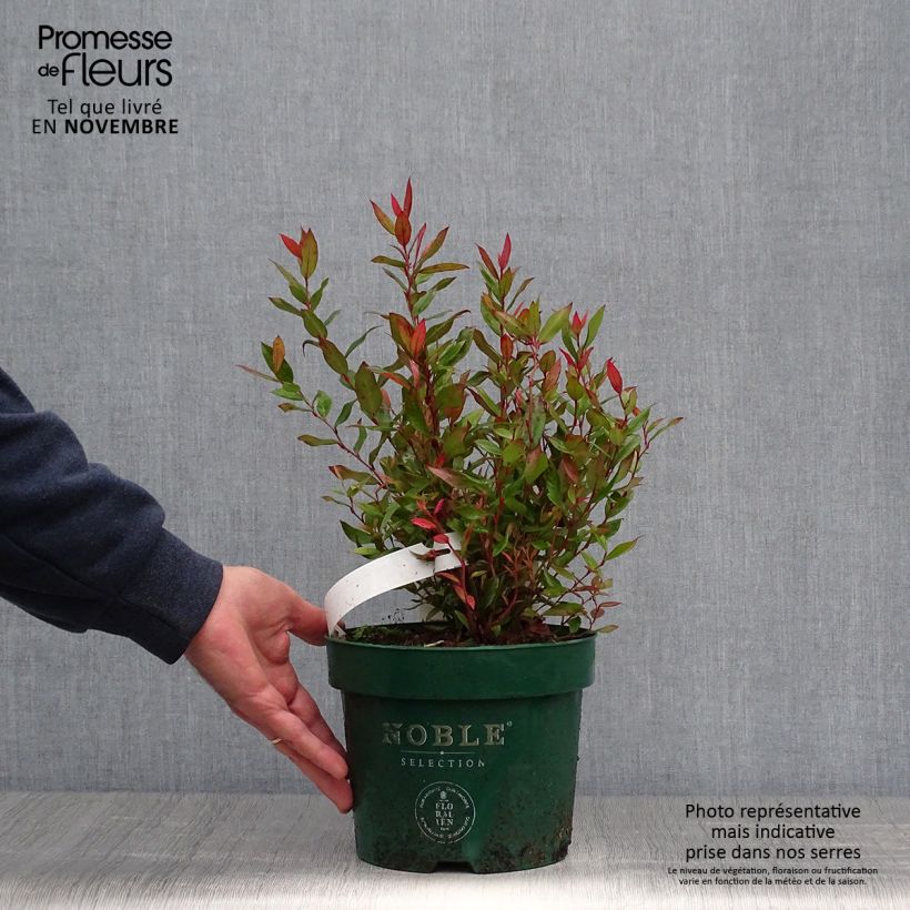 Exemplaar van Leucothoe fontanesiana Little Flames - Druifheide Pot van 2 l/3 l zoals geleverd in de herfst