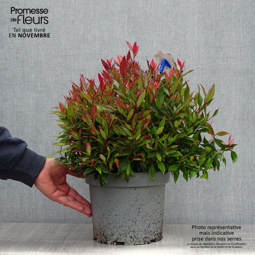 Exemplaar van Leucothoe fontanesiana Little Flames - Druifheide Pot van 4 l/5 l zoals geleverd in de herfst