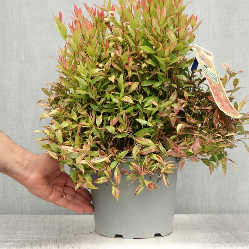 Exemplaar van Leucothoe fontanesiana Little Flames - Druifheide Pot van 4 l/5 l zoals geleverd in de zomer