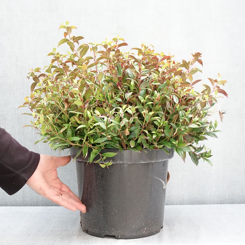 Exemplaar van Leucothoe fontanesiana Little Flames - Druifheide Pot van 7,5 l/10 l zoals geleverd in de lente