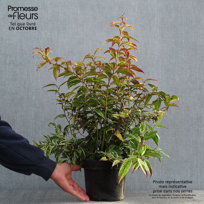 Exemplaar van Leucothoe fontanesiana Makijaz - Druifheide Pot van 3 l/4 l zoals geleverd in de herfst