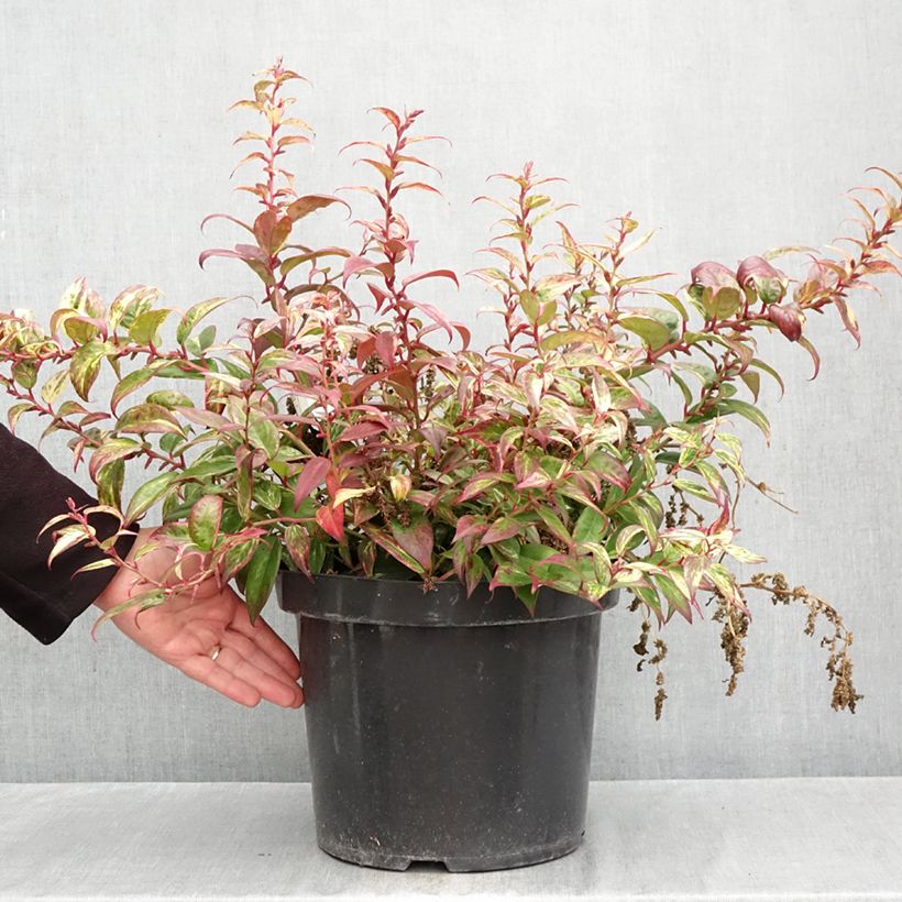 Exemplaar van Leucothoe fontanesiana Makijaz - Druifheide Pot van 7,5 l/10 l zoals geleverd in de herfst
