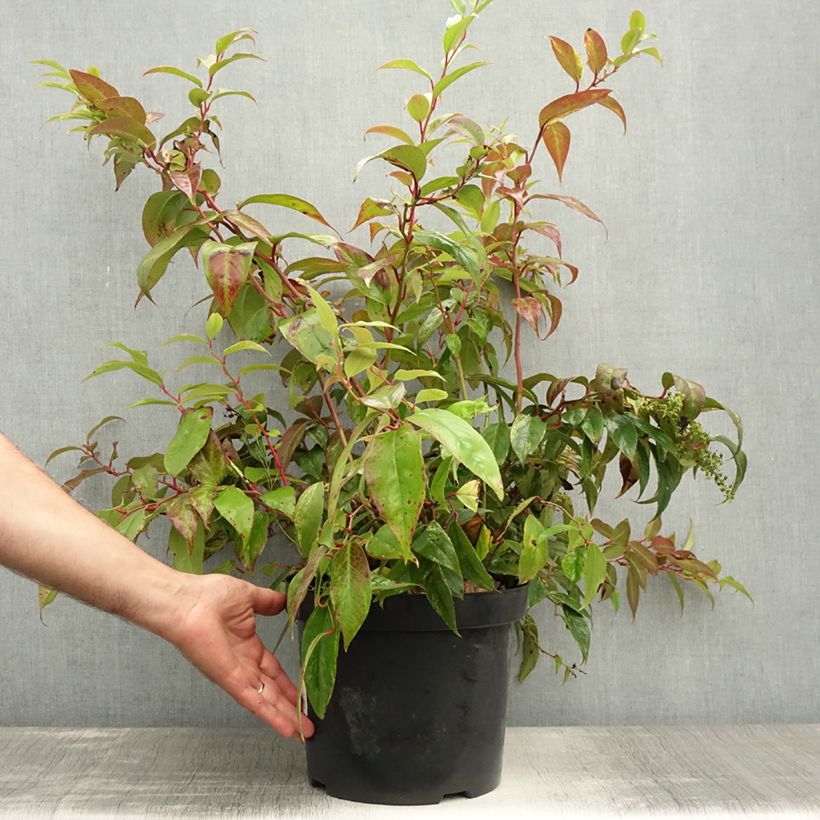 Exemplaar van Leucothoe fontanesiana Rainbow - Druifheide Pot van 7,5 l/10 l zoals geleverd in de zomer