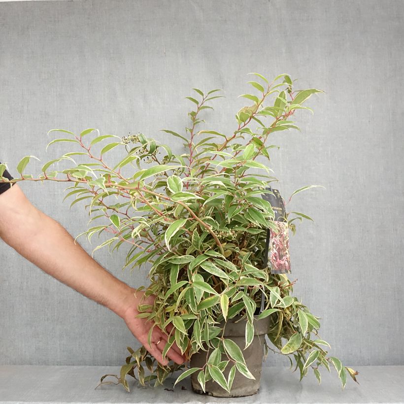 Exemplaar van Leucothoe fontanesiana Whitewater - Druifheide Pot van 4 l/5 l zoals geleverd in de zomer