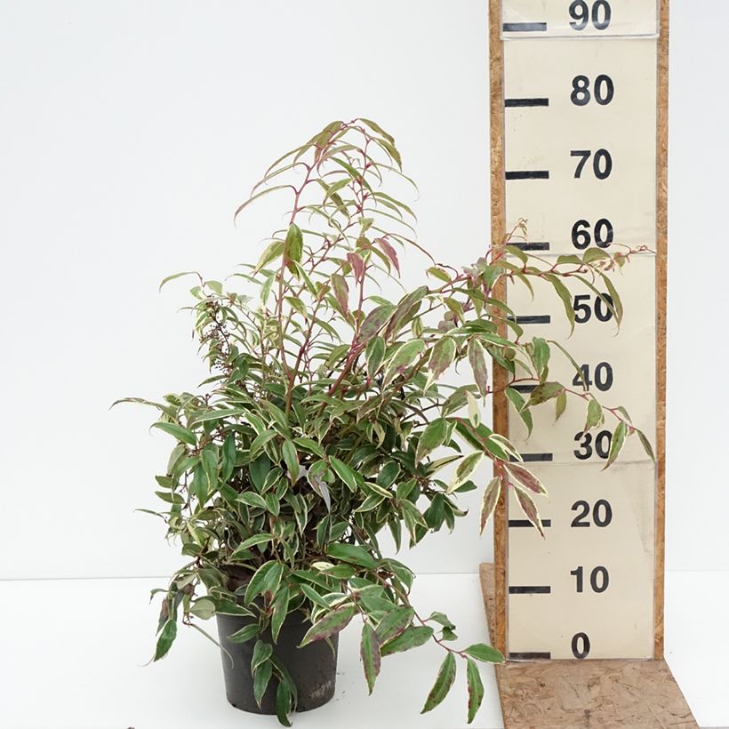 Example of Leucothoe fontanesiana Whitewater - Druifheide Pot van 4 l/5 l as you get in hiver