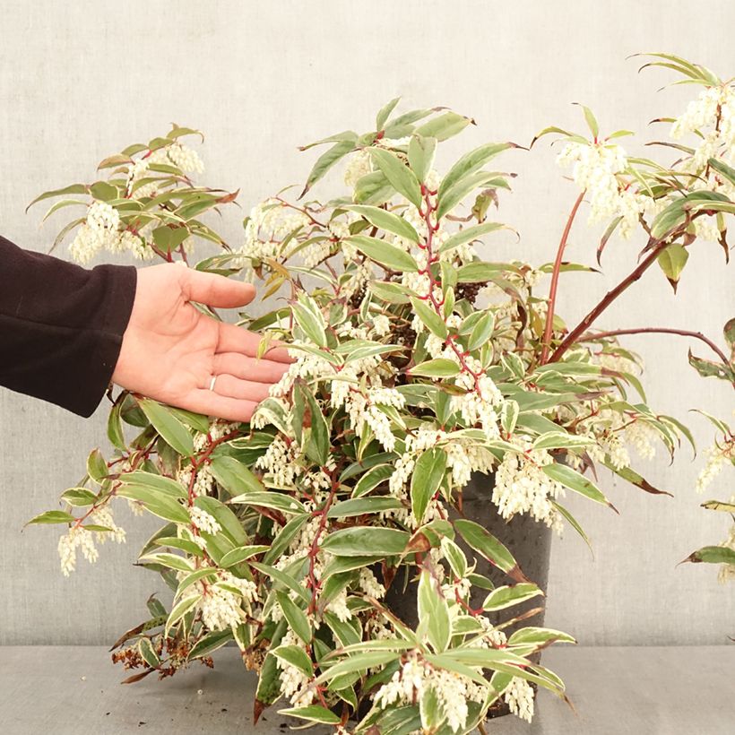 Exemplaar van Leucothoe fontanesiana Whitewater - Druifheide Pot van 4 l/5 l zoals geleverd in de lente